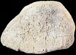 Hadrosaur Toe Bone - Alberta (Disposition #-) #71677-1